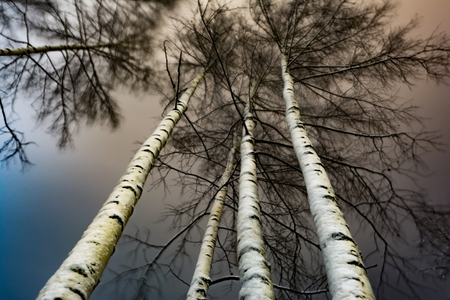 White trunks of birches and crown are covered with snow, winter forest at night, nature backgroundの写真素材