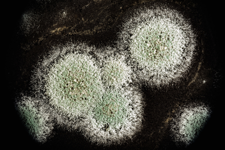 development of green mold on an black organic basis, macro abstract backgroundの写真素材
