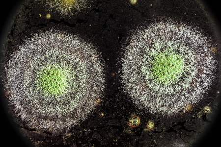 development of green mold on organic basis, macro abstract backgroundの写真素材