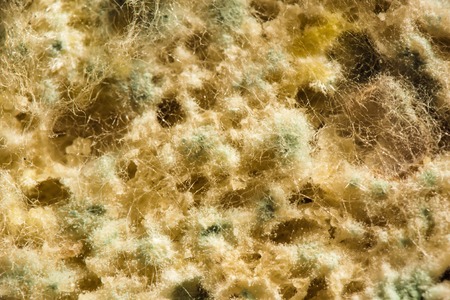 the fungal mold, organic macro abstract backgroundの写真素材