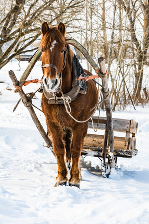 A horse in a harness with a homemade sleigh standing in the snow, sunny winter dayの写真素材