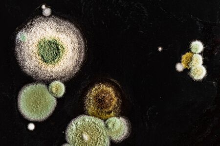 green yellow round fungal mold on a heterogeneous black surface, macro science abstract backgroundの写真素材