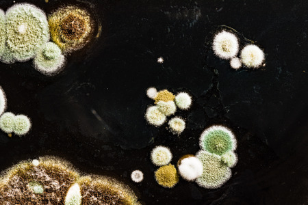 green yellow round fungal mold on a heterogeneous black surface, macro science abstract backgroundの写真素材