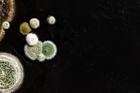 green yellow round fungal mold on a heterogeneous black surface, macro science abstract background