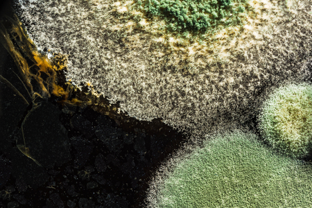 green yellow round fungal mold on a heterogeneous black surface, macro science abstract backgroundの写真素材
