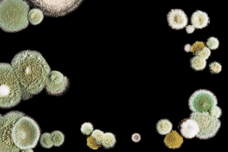 green yellow round fungal mold on a heterogeneous black surface, macro science abstract background