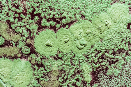 growth of green mold on food, spread of fungi, close-up science abstract background