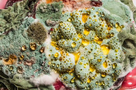 growth of green mold on food, spread of fungi, close-up science abstract backgroundの写真素材