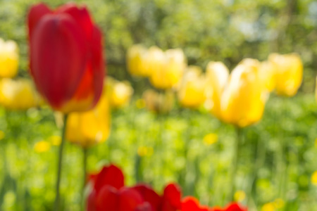 blurred nature abstract background on the basis of red and yellow tulips, defocused flowers in the gardenの写真素材