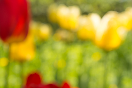 blurred nature abstract background on the basis of red and yellow tulips, defocused flowers in the gardenの写真素材