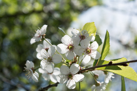 branch of an apple tree with white flowers and green leaves, a blooming garden tree, selective...
