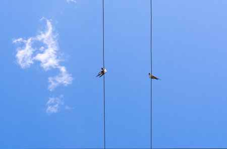 two swallows sitting on electric wires on a background of blue sky, nature abstract backgroundの写真素材