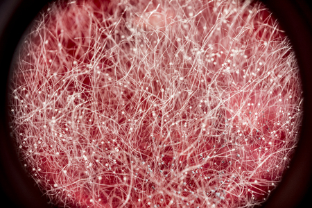 food mold on red drink, fungus development on food, microbiology macro abstract background, view of...