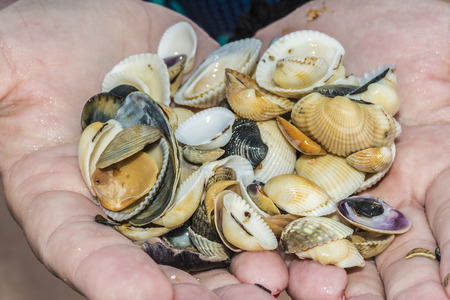 wet seashells in female hands, abstract background