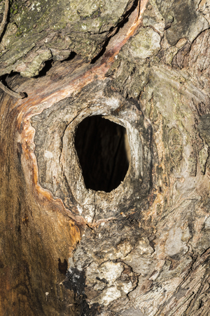Hollow in the trunk of an apple tree, close-up abstract background, selective focusの写真素材