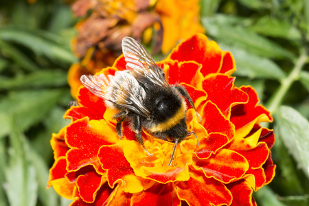 One furry bumblebee on a flower, an insect collects pollen with yellow orange flowers, summer sunny...
