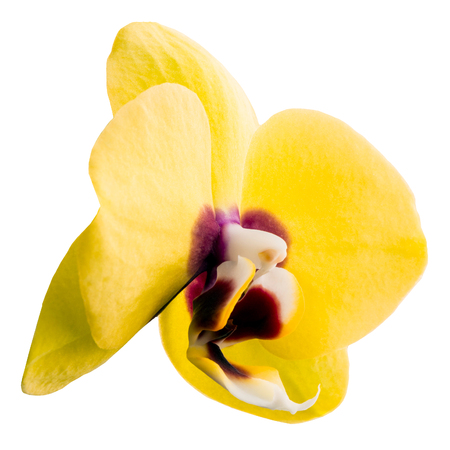 phalaenopsis yellow orchid flower isolated on white backgroundの写真素材