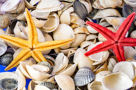 Seashells of different colors and three starfish. Mollusk shells. Sea background. Texture of the...
