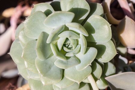 Cactus and Succulent Echeveria (Crassulaceae Echeveria sp.). A succulent flower shaped like a rose. Green mexican plant close-up. Botany abstract backgroundの写真素材