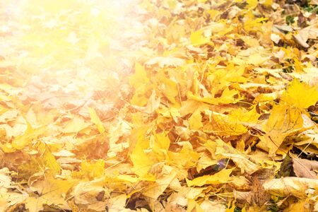 Yellow and orange autumn leaves background. Outdoor. Colorful backround image of fallen autumn...