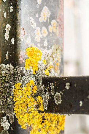 yellow mold or moss on a black metal structure, metal damage, abstract background, selective focusの写真素材