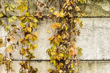 branchy drying plant against a concrete wall, close up abstract autumn backgroundの写真素材