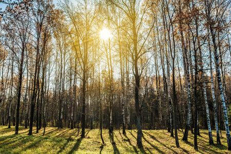 A picture of a birch grove illuminated by the rays of the autumn orange sun. Green grass and birch...