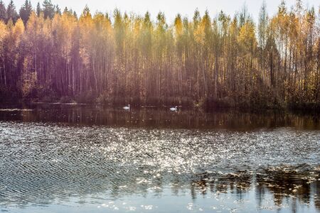 Forest lake in the autumn sunny day, two wild white swans swim in a pond, forest landscape backgroundの写真素材