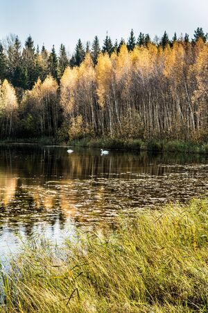 Forest lake in the autumn sunny day, two wild white swans swim in a pond, forest landscape backgroundの写真素材