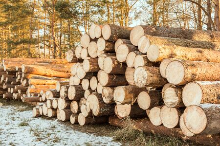 Wooden logs of pine woods in winter forest. Freshly chopped tree logs stacked up on top of each other in a pile.の写真素材