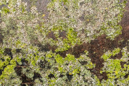texture of green moss on a black metal surface, close-up abstract backgroundの写真素材