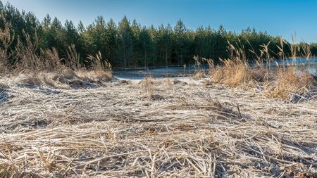 Dry grass is covered with hoarfrost. Lake shore with thawed water and ice patches on a frosty spring day. Sunny day with blue clear skyの写真素材