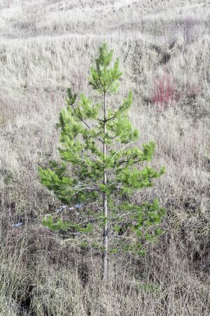 young green spruce on a background of dry grass, nature abstract backgroundの写真素材