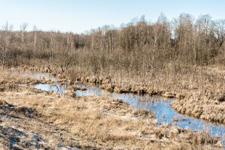 The beauty of nature - a wet meadow and dry grass, a large tree without leaves on the horizon. A...