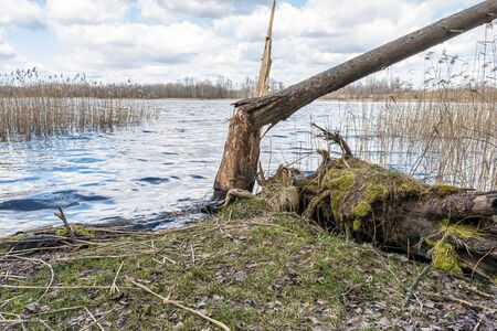 landscape with old broken tree on bank of river, old pine forest. Spring cloudy day. Nature abstract backgroundの写真素材