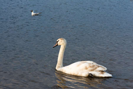 A young swan floating away from the shore. Wildlife Abstract Backgroundの写真素材