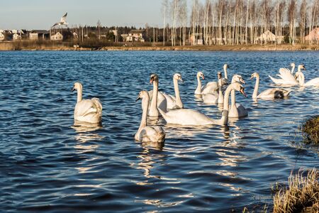 Flock of white swans swimming on the blue river surface against dry plants on the shore and suspension bridge in sunny spring dayの写真素材