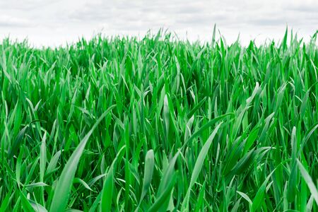 green grass close-up on background blue sky and white clouds, selective focus in the foreground
