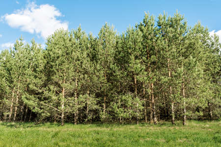 many young pines grow in a green meadow, sunny summer day with blue sky, nature background