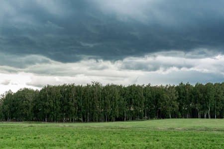 Gloomy birch grove in a storm. Dark rainy clouds of an impending cyclone. Nature background