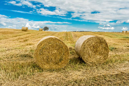 Close-up round bales of hay on farmland with blue cloudy sky. Nature summer backgroundの写真素材