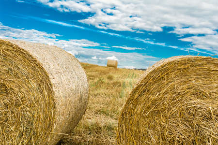 Close-up round bales of hay on farmland with blue cloudy sky. Nature summer background