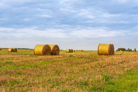 golden round bales of straw lie on the harvested field during sunset, evening autumn time with blue...