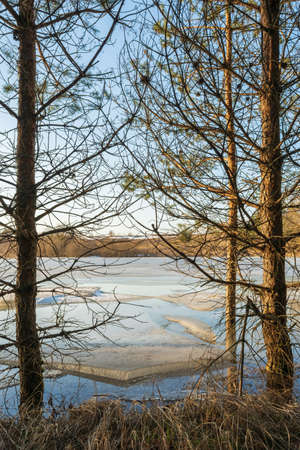 The coastline of a forest lake with dry grass and pine trees without snow. The last ice floes are...