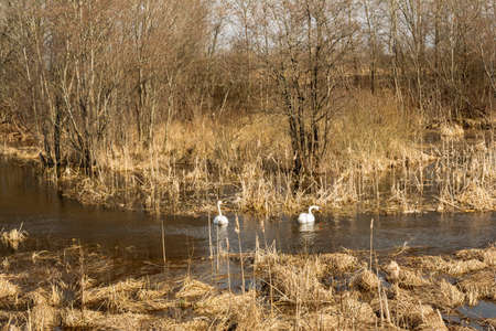 Two swans swim in a wetland. Spring flood of a river in a marshy area with dry grass, trees and reeds. Wildlife landscape on a sunny spring day. Nature backgroundの写真素材