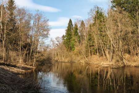 The river flows in early spring in a forest with a large number of trees and shrubs. Areas of the shore with dry grass are illuminated by sunlight. Wildlife landscape on a sunny spring day. Nature backgroundの写真素材