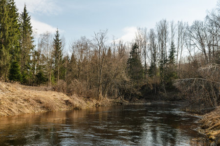 The river flows in early spring in a forest with a large number of trees and shrubs. Areas of the shore with dry grass are illuminated by sunlight. Wildlife landscape on a sunny spring day. Nature backgroundの写真素材
