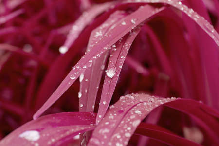 Water drops on the red grass. Close-up nature abstract background. Selective focus