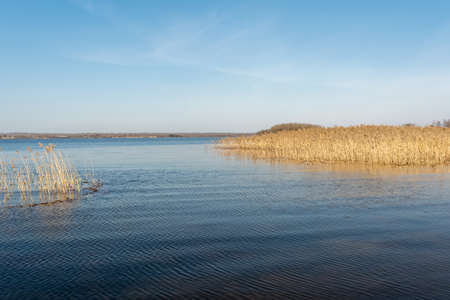 View of a blue lake with yellow dry reeds and a clear blue sky with light clouds on a sunny windy spring day. Nature landscape backgroundの写真素材