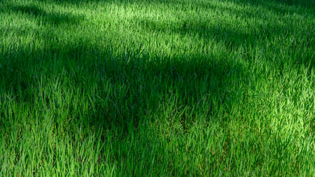 Green grass lawn into sun light with dark shadow into rural summer field. Nature sbstract...